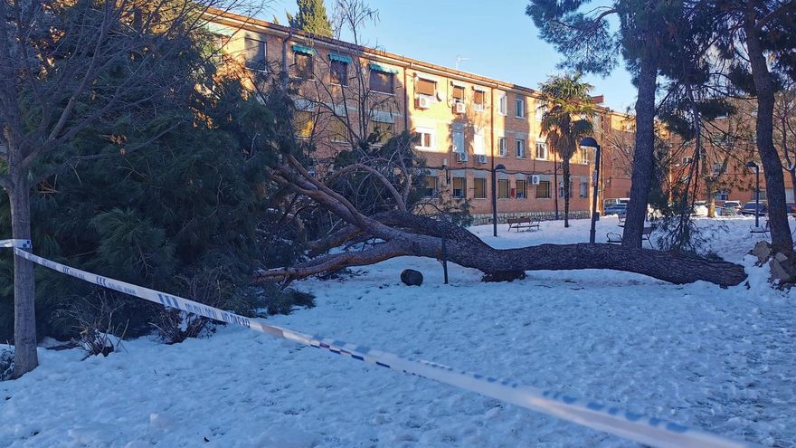 Árbol derribado por la borrasca Filomena en Azuqueca de Henares (Guadalajara)