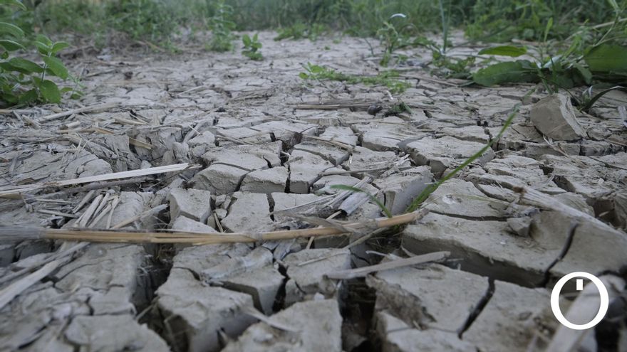 El aceite de oliva pulveriza su precio histórico ante la amenaza de desabastecimiento