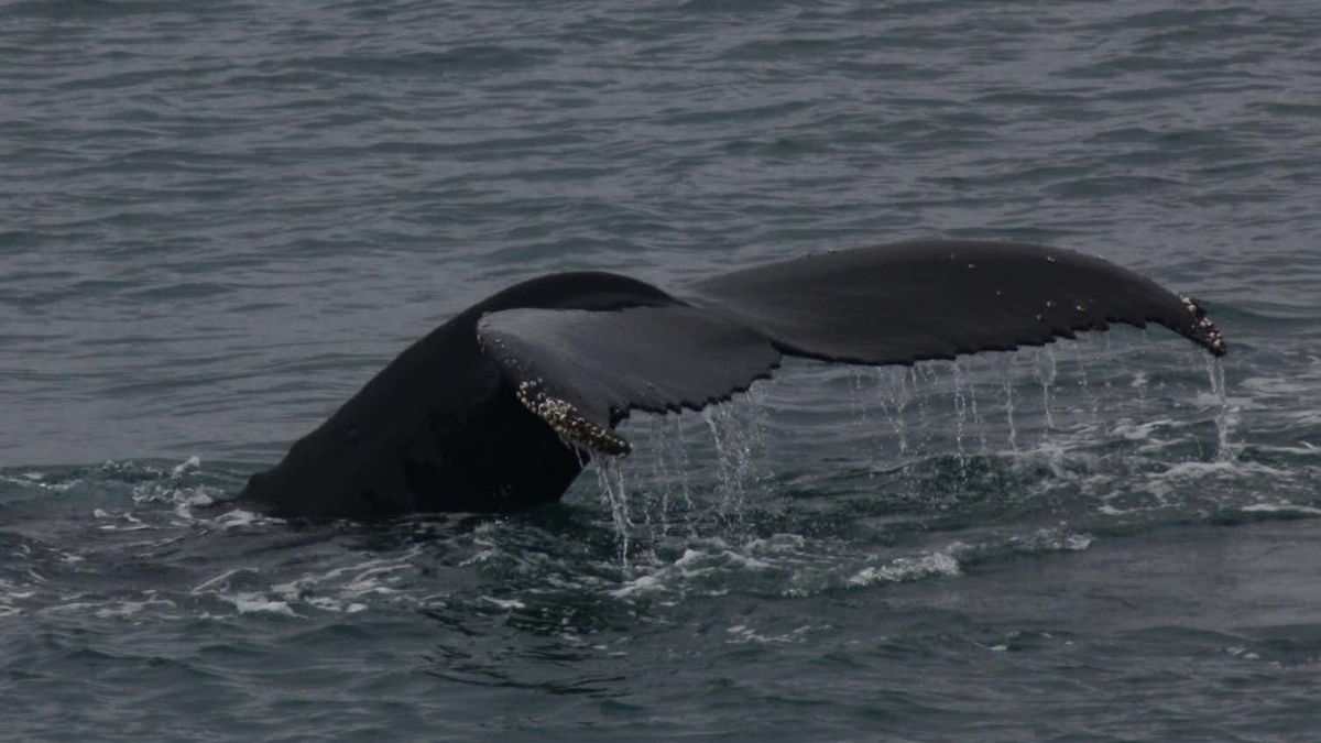 El sistema marino influye en el clima del planeta
