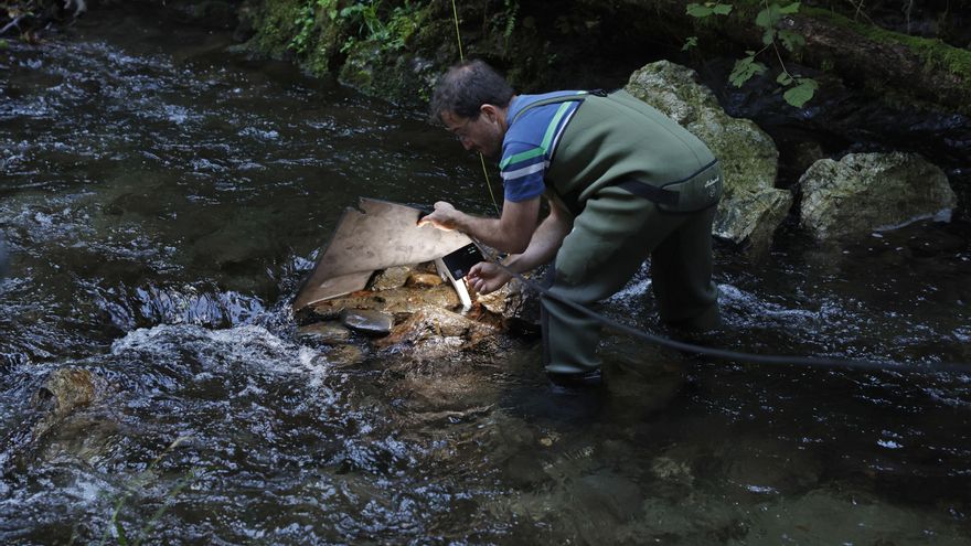 Revertir la fragmentación de los ríos para evitar que el desmán ibérico desaparezca