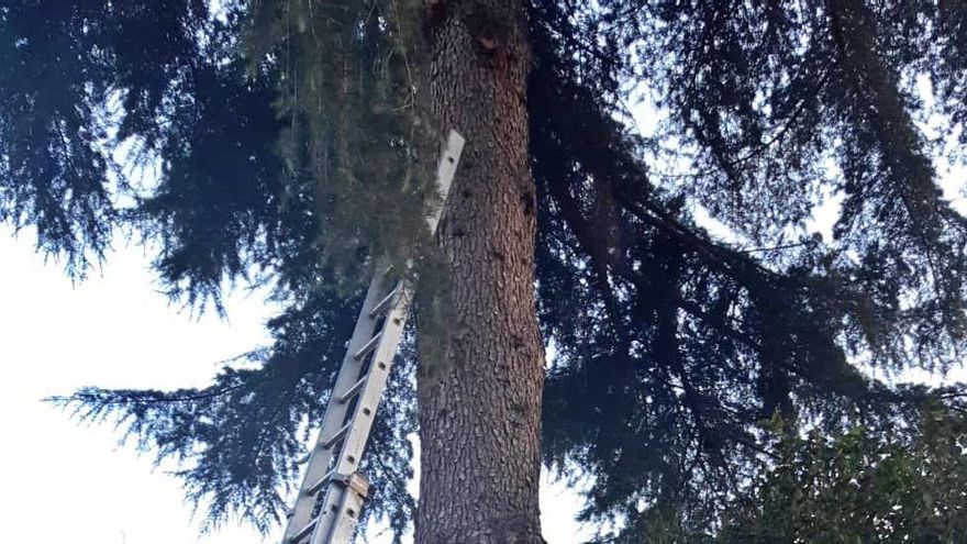 Muere un trabajador al caerse de un árbol en Hortaleza