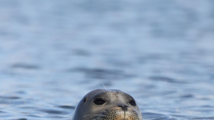 Los 5 animales que pudiste ver en España hace años pero que ya han desaparecido