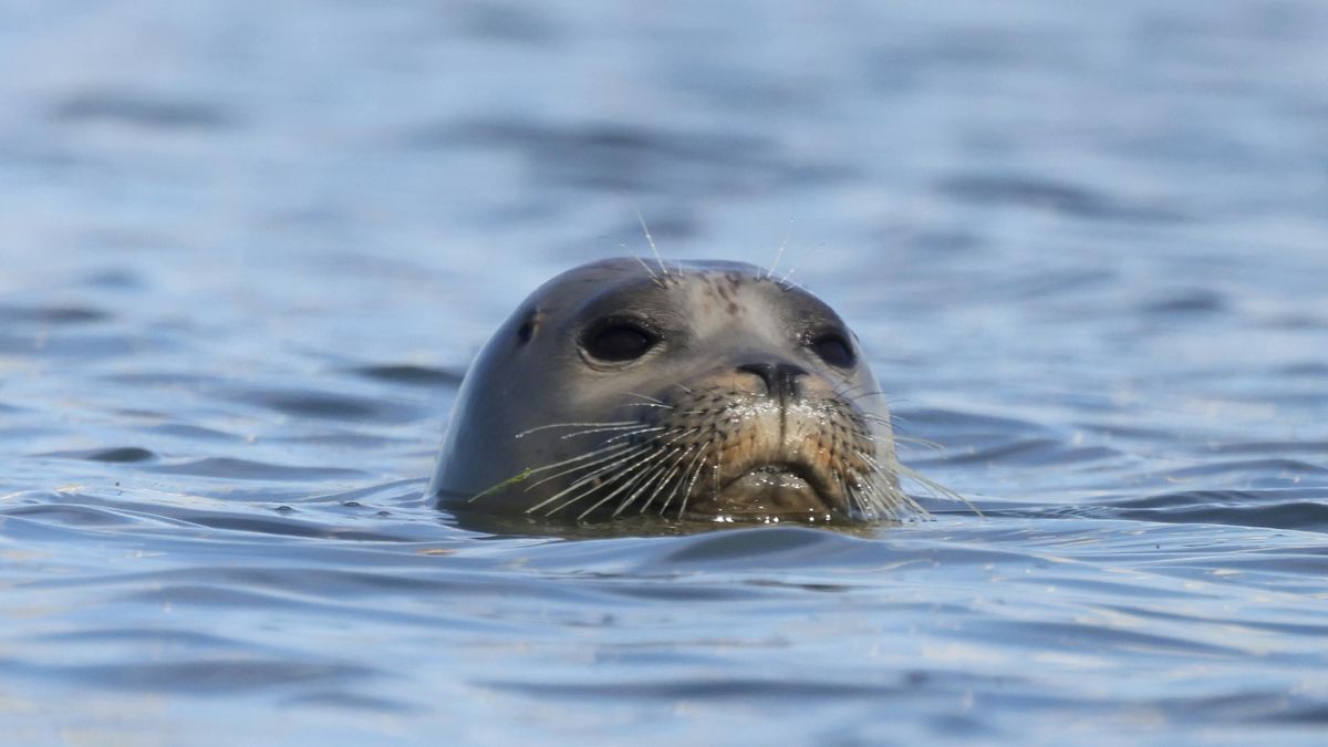 Lejos de lo que se creía, estas focas no detectan el CO₂ como señal de alerta