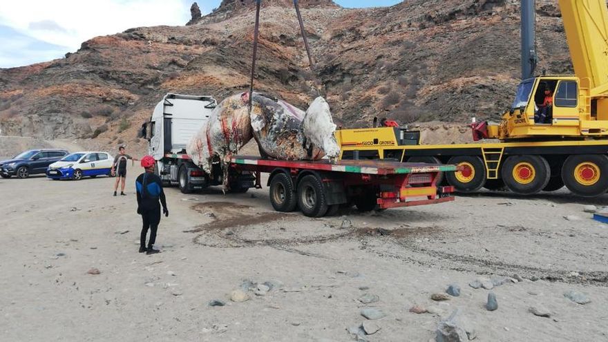 El cachalote, subido ya en la grúa para su transporte