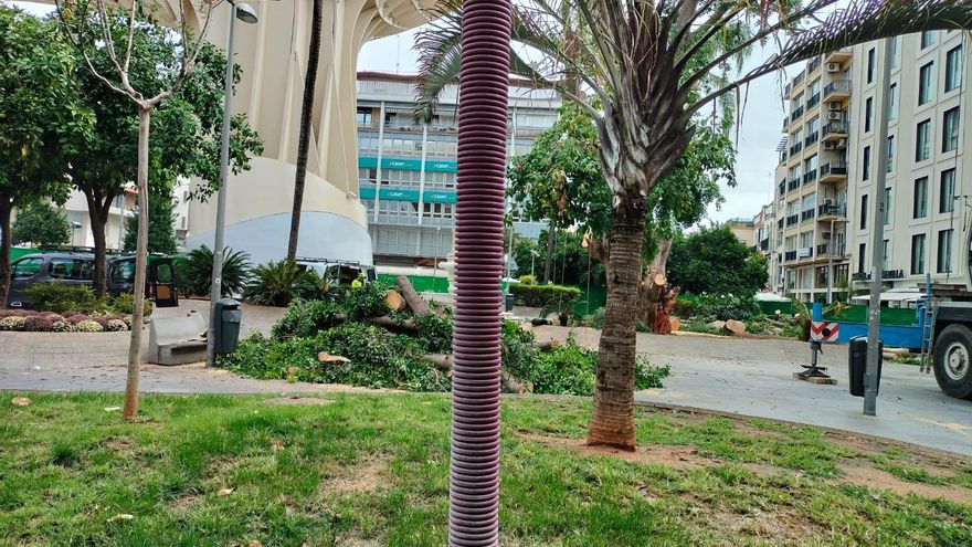 Ramas del ficus de 'Las Setas' antes de ser talado por completo