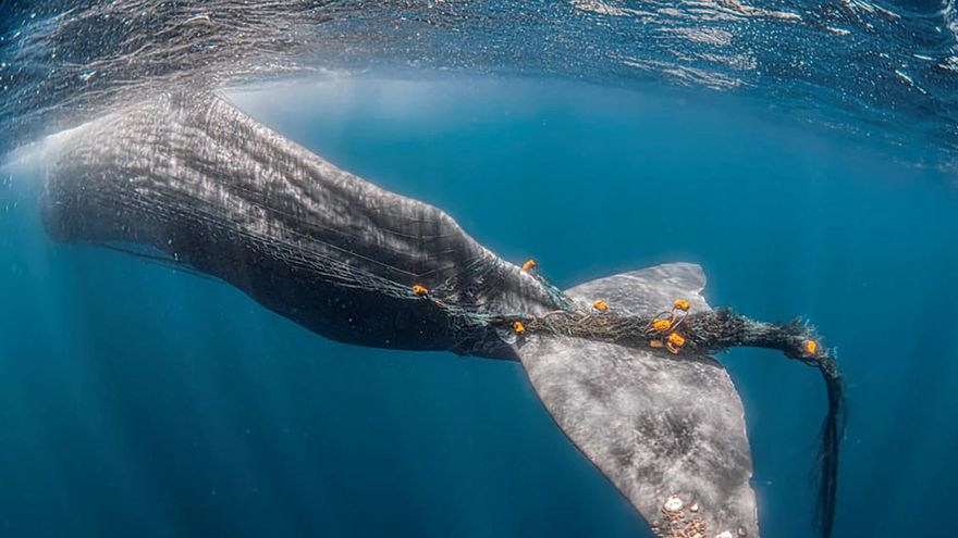 Tras el rastro de Toño, el cachalote enredado en el Estrecho