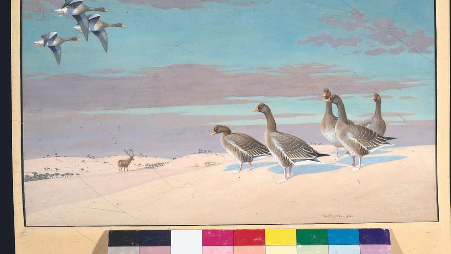 Abel Chapman y Walter J. Buck, los pioneros ingleses de Doñana