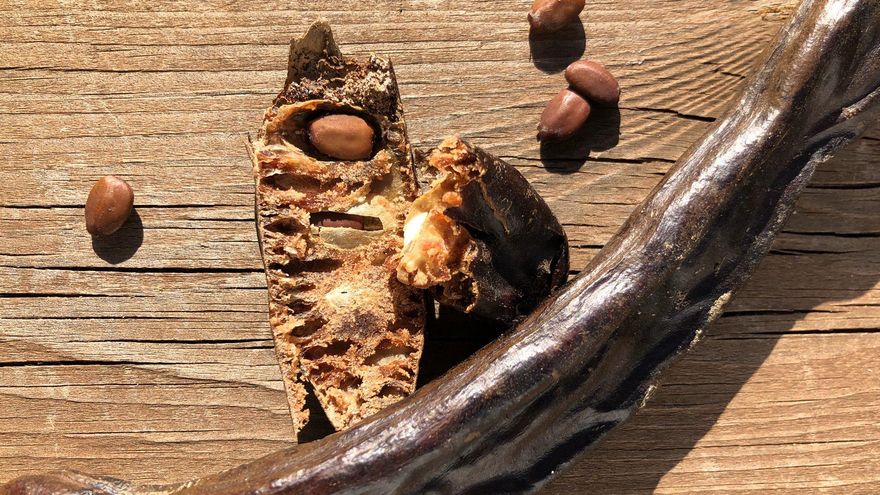 De les llavors de la garrofa s’extrau la goma de garrofí.