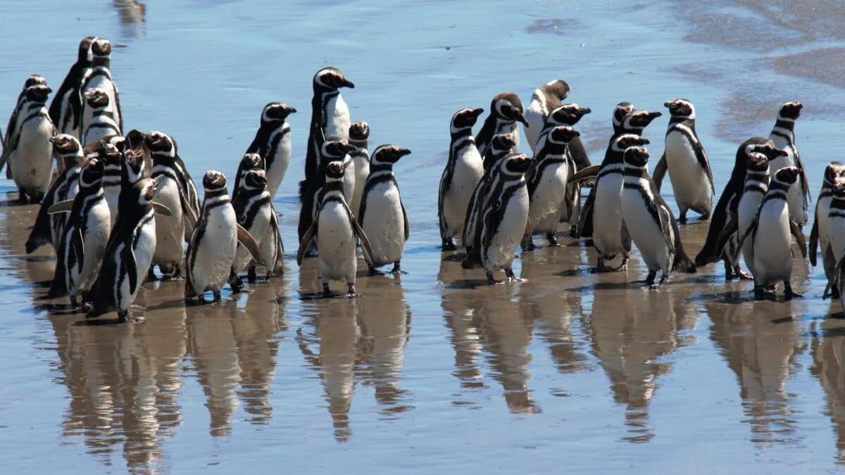 Hay grupos de pingüinos que deciden no migrar largos recorridos y se mueven solo por áreas costeras en busca de alimento. Foto: cortesía Guillermo Harris/WCS Argentina