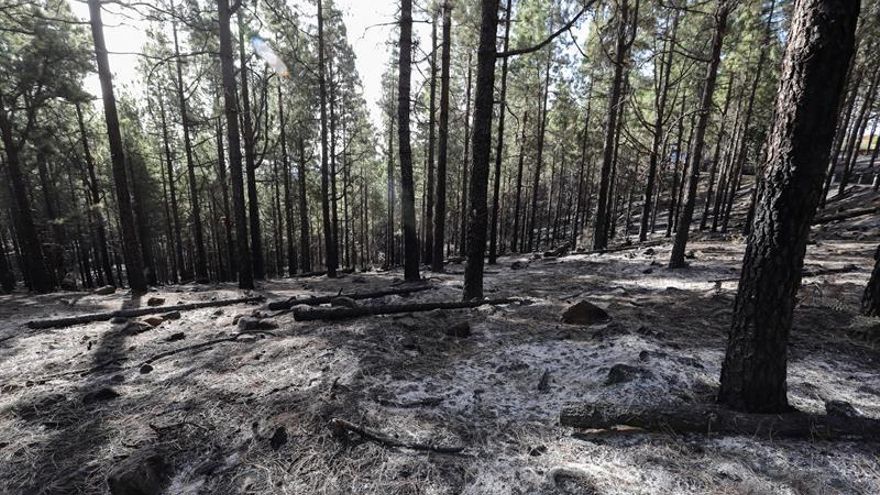 Estado de una las zonas de la isla de Gran Canaria tratadas con fuego técnico en invierno, el pasado jueves.