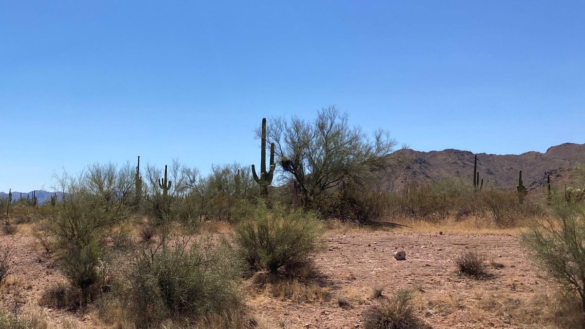 Aunque este sistema ayuda a conservar el agua y la densidad vegetal, su compleja formación hace que, una vez alterado, el proceso de restauración sea lento y difícil de recuperar completamente