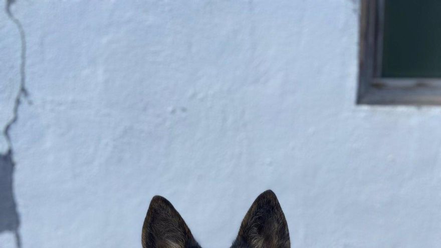 Los perros Nica y Titán se jubilan de las Fuerzas Armadas y buscan familia en Canarias