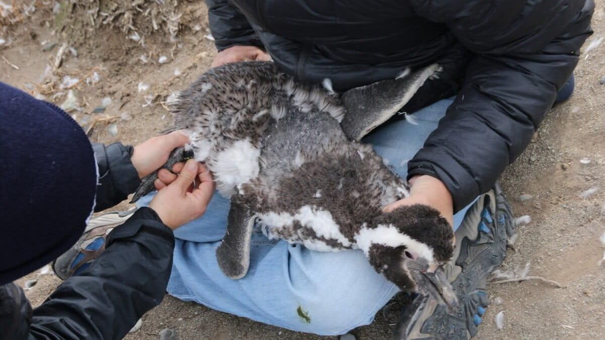 Los expertos que realizaron el estudio colocando los dispositivos GPS a ocho los pingüinos de Magallanes. Foto: cortesía Esteban Frere