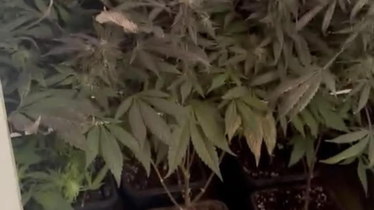 Descubierta una plantación de marihuana durante una inspección de trabajo en Tenerife