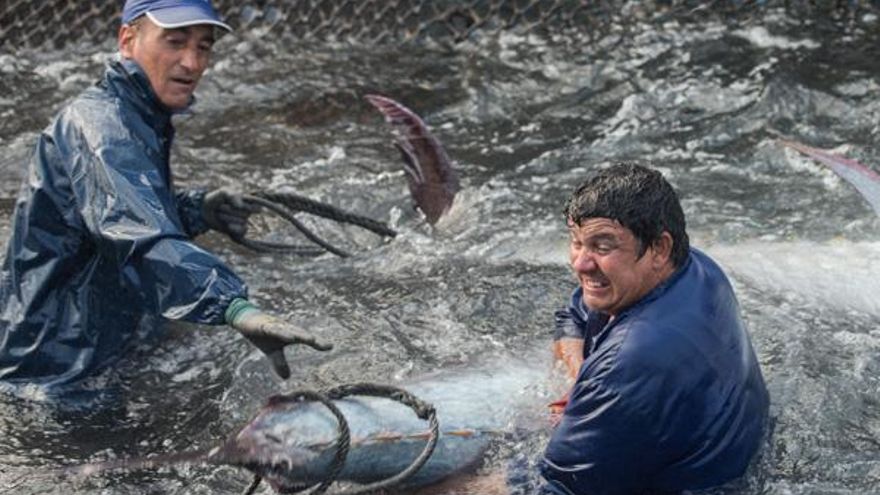 La 'levantá' del atún