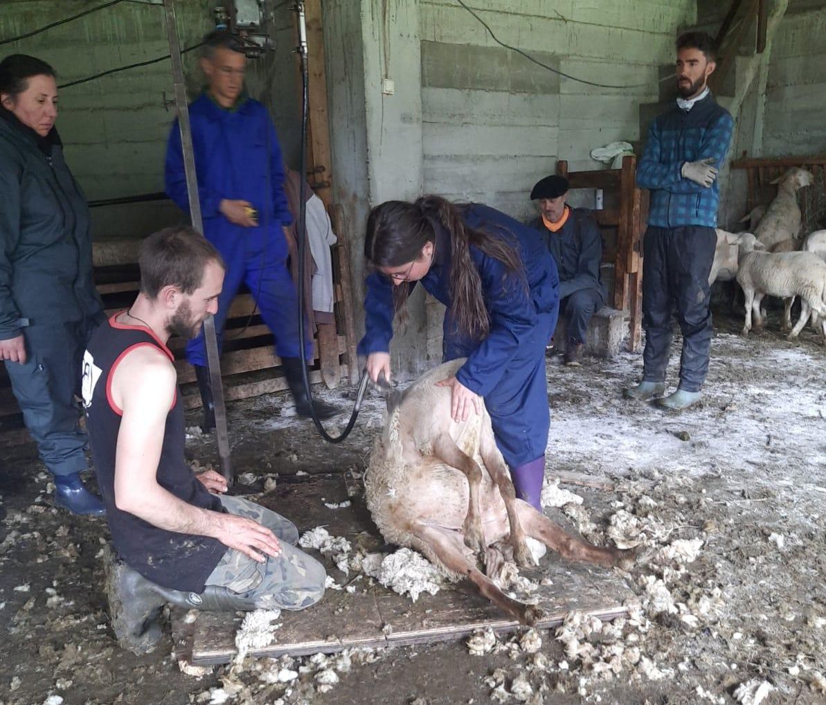 Esquilando una oveja en La Estiva
