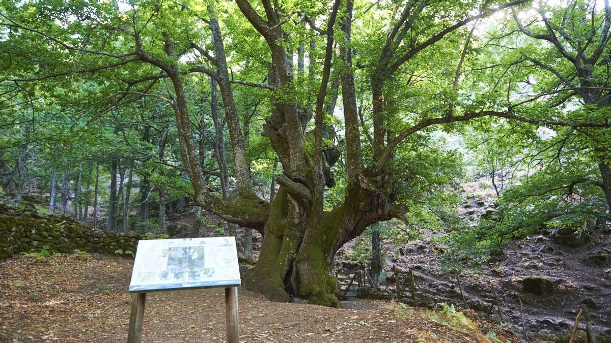 Los castaños del Temblar, una de las rutas más populares del Valle del Ambroz.