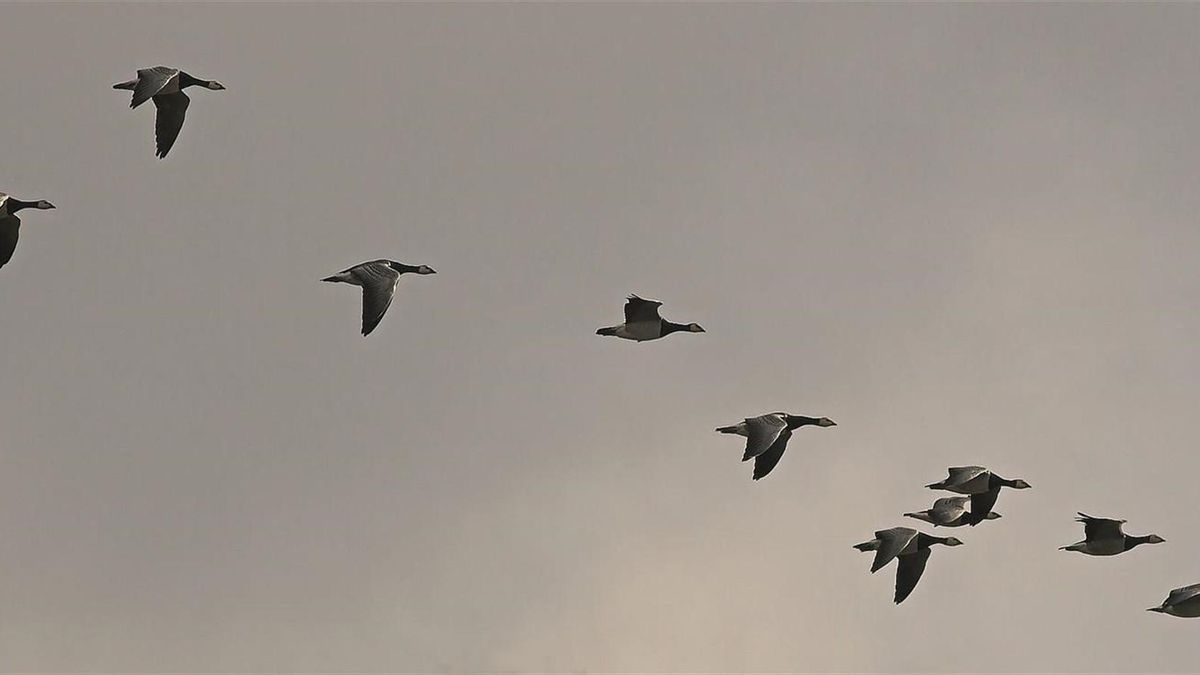 Detectar los picos migratorios en una región concreta ayuda a planificar medidas de conservación