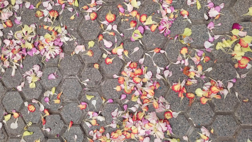 Las tradiciones elegidas