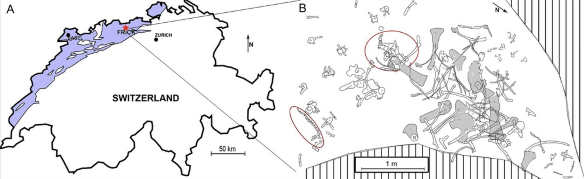 Mapa de excavación de todos los hallazgos óseos pertenecientes al espécimen de Plateosaurus de Viena (Frick Field n.° 15.5), actualmente conservado en el Museo Nacional de la Historia de Viena (NHMW)