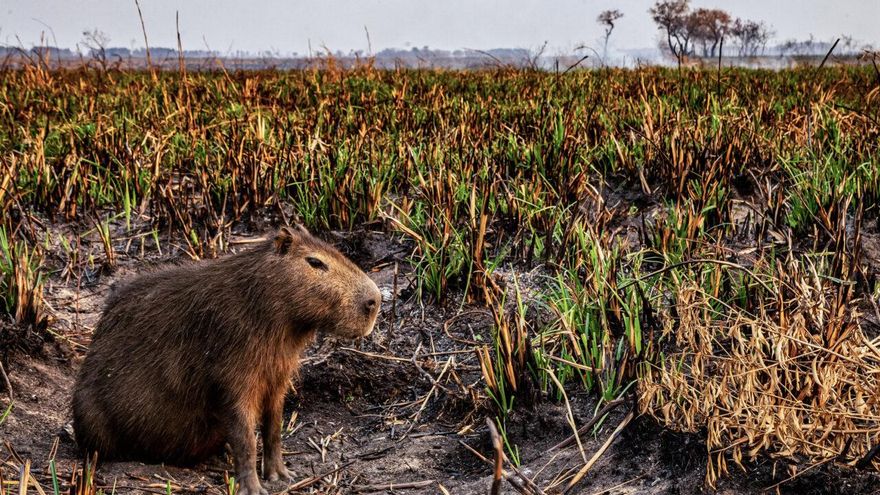 Dios, Patria y Carpinchos: por qué es importante preservar nuestros humedales