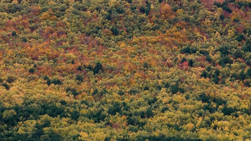 El abandono de los bosques por los propietarios privados es la principal causa de los incendios forestales