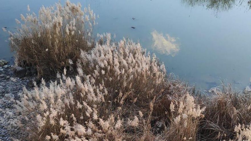 Alertan de la aparición de una planta invasora en los Sotos de la Albolafia