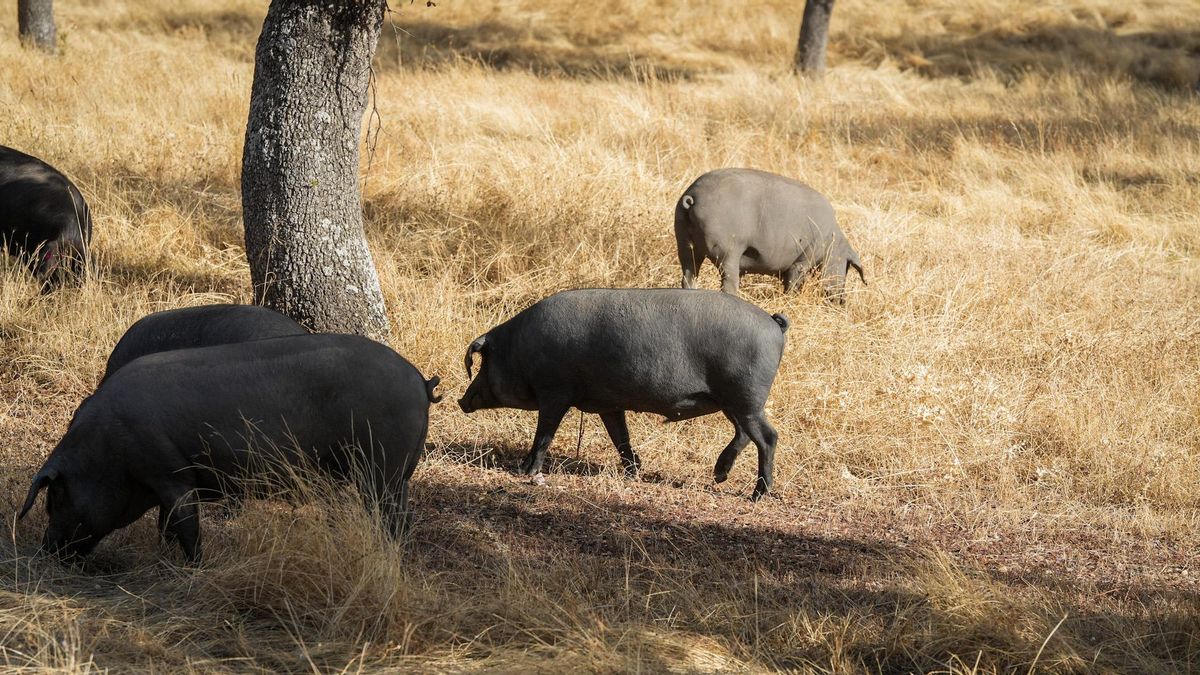 Cerdos en la dehesa de Los Pedroches
