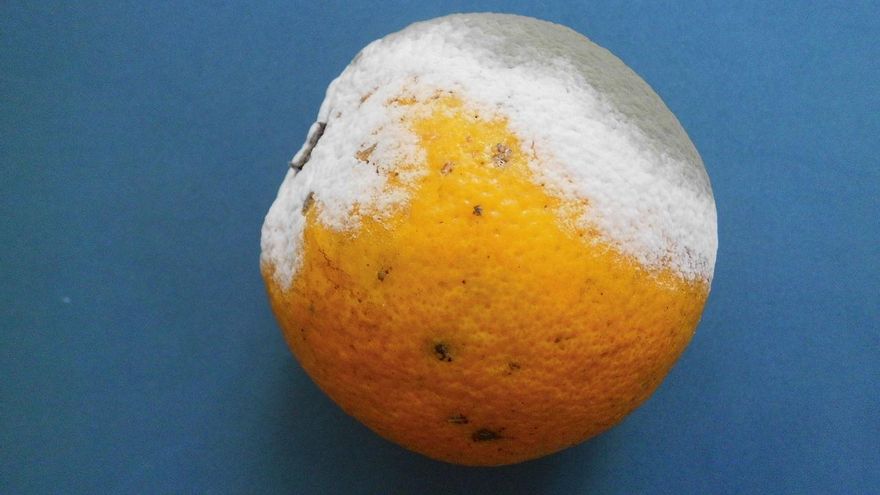 Ahorra en la compra: estos son los productos que se estropean y desperdician con más frecuencia