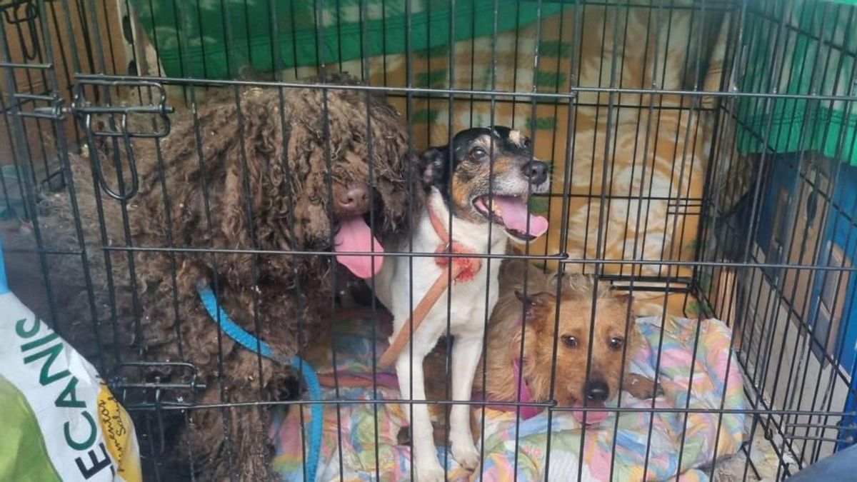 Los tres perros rescatados por la protectora La Guarida de Puente Genil.