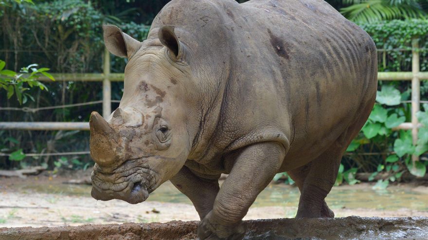 Estas son las dos especies de rinocerontes de Indonesia que están al borde de la extinción
