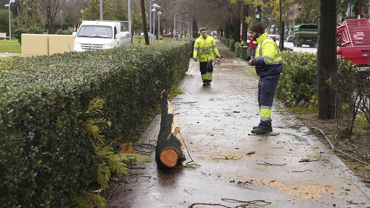 Los bomberos retiran un árbol caído en la Avenida América