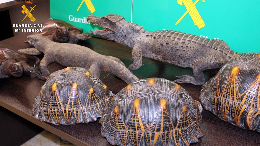 Animales protegidos disecados