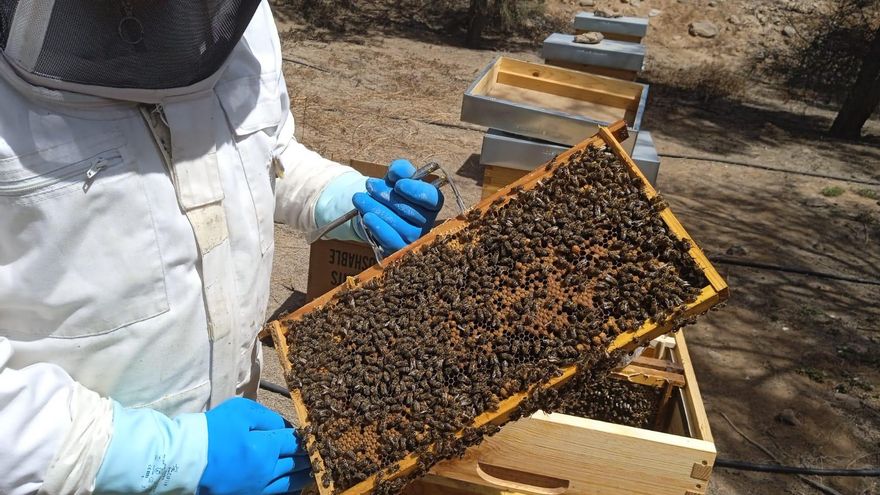 La primera miel térmica de España se produce en la central de Endesa en