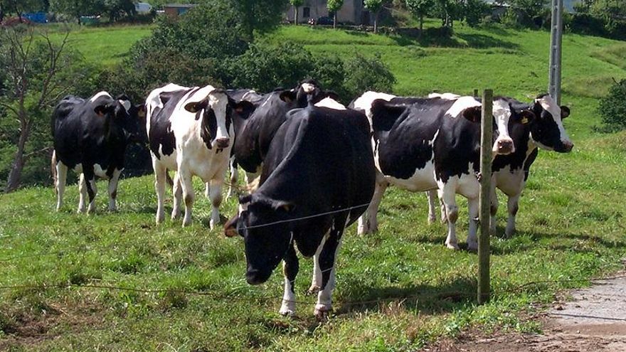 Vacas