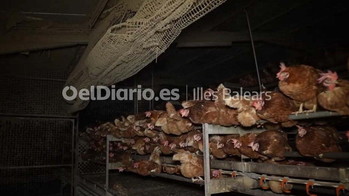 Las gallinas, a oscuras y amontonadas en la macrogranja.