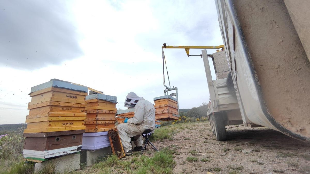 La miel en Aragón: un sector que sostiene el medio rural pierde peso ante una campaña incierta