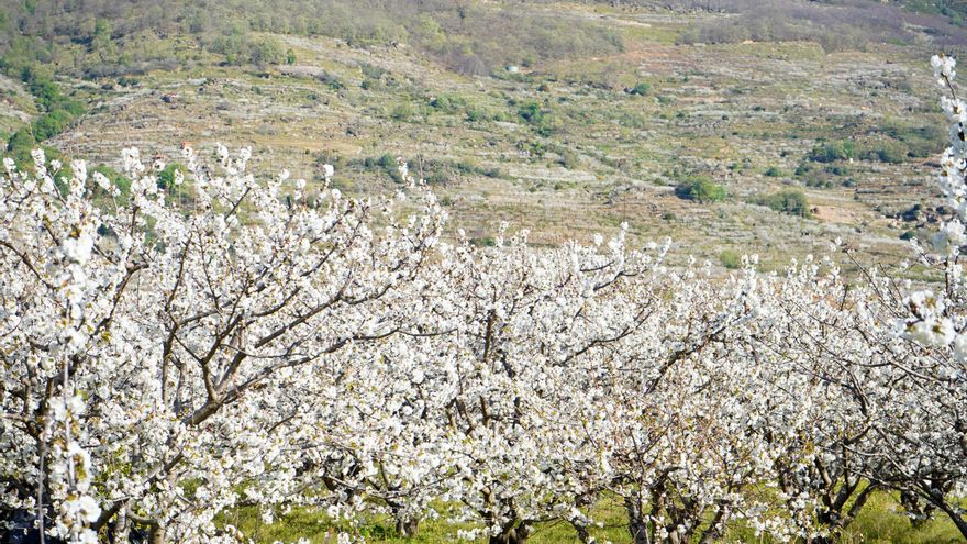 La fiesta del Cerezo en Flor comenzará el 22 de marzo