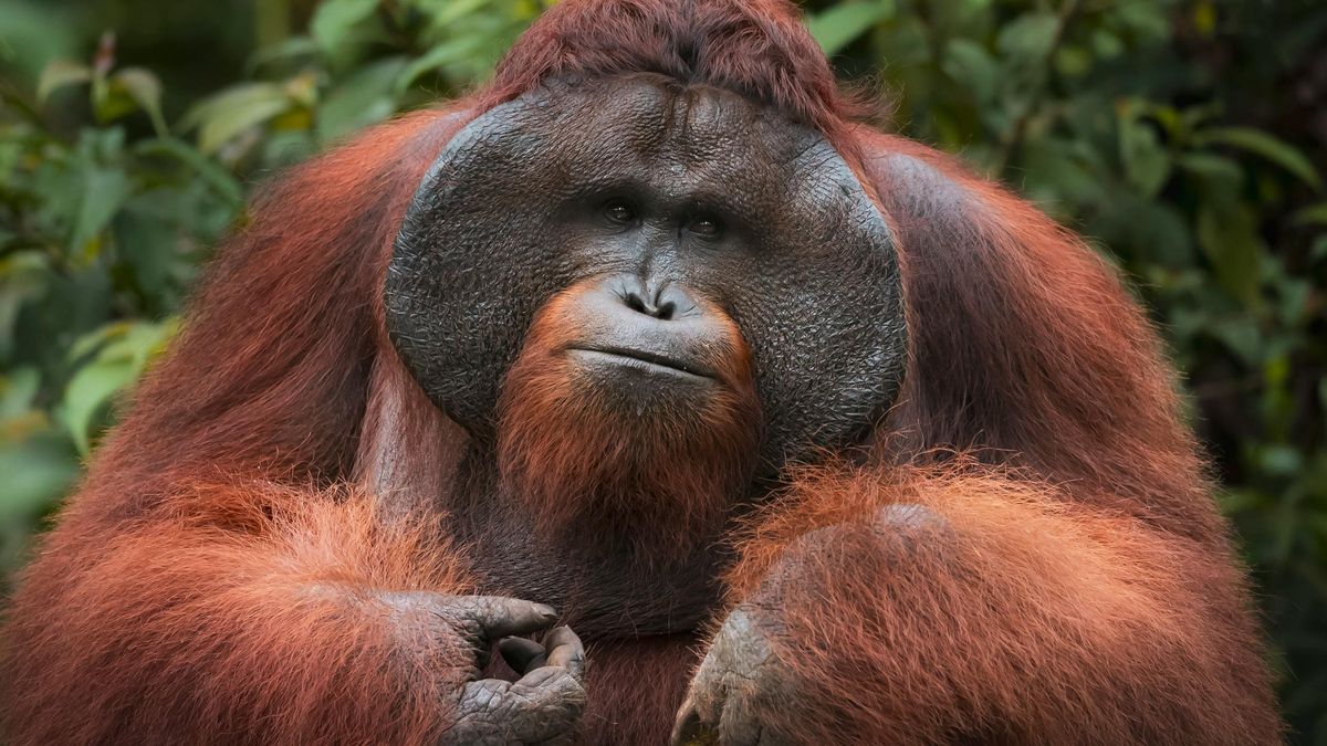 La flexibilidad y precisión en las llamadas sugiere que la recursividad pudo aparecer mucho antes de los humanos