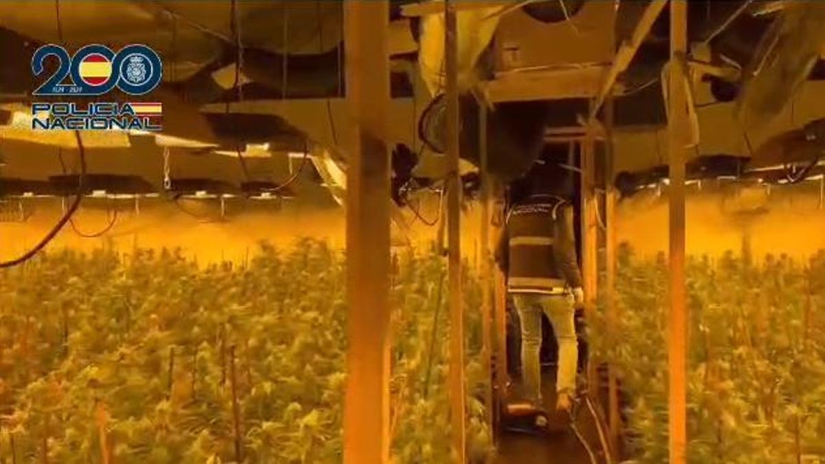 Desmantelada una plantación de "indoor" con más de 4.000 plantas de marihuana en un polígono de Zaragoza