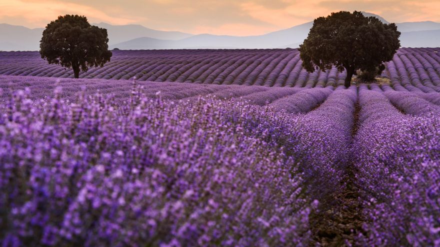 Castilla-La Mancha aprobará el adelanto de la cosecha de lavanda en las parcelas afectadas por una plaga de gusano voraz