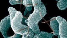 Nueve razones por las que amarás a tu flora intestinal sobre todas las cosas