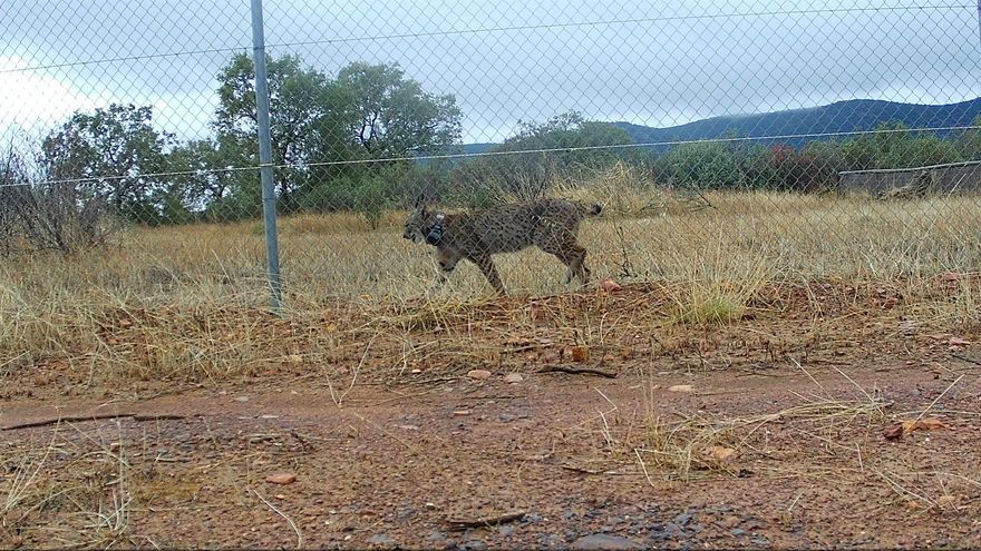 La lince 'Uvita', liberada en Cabañeros coincidiendo con el 29 aniversario de su declaración como parque nacional