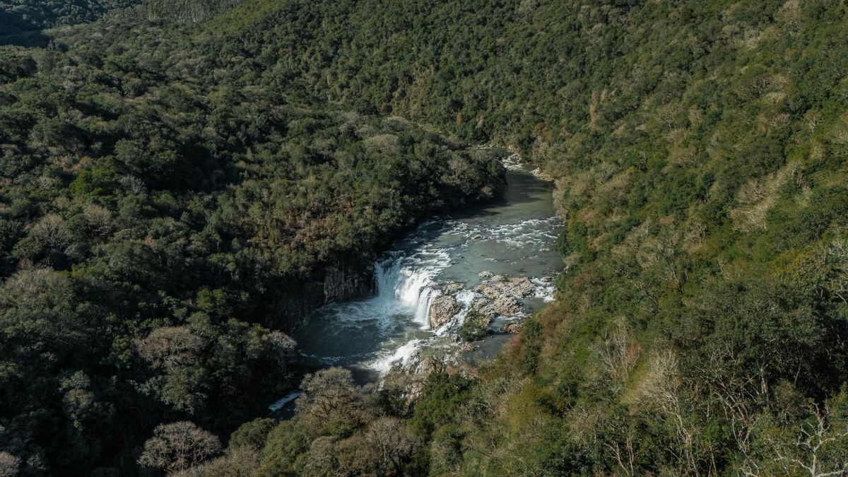 Los machos buscan a las hembras entre finales de agosto y comienzos de diciembre aprovechando unas condiciones muy concretas de temperatura, humedad y disponibilidad de agua