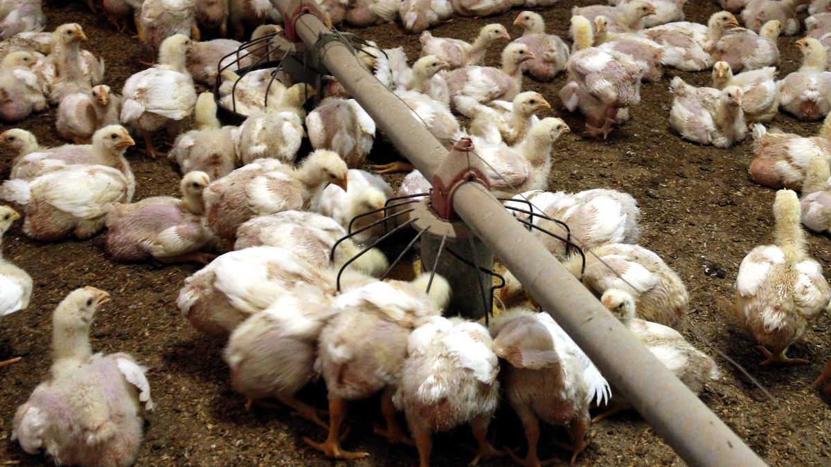 Un segundo caso de gripe aviar en una granja de Lleida obliga a sacrificar unas 9.000 gallinas