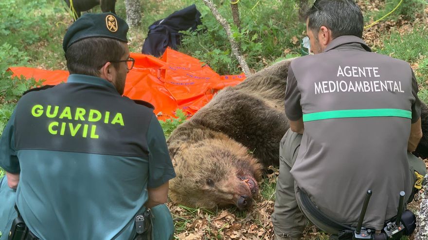 Muere un oso despeñado tras una pelea con una osa en la Montaña Palentina