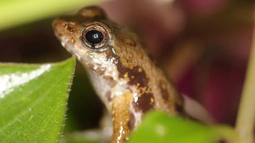 Así son las ranas en peligro de extinción que han viajado desde Ghana hasta Londres para intentar salvarlas
