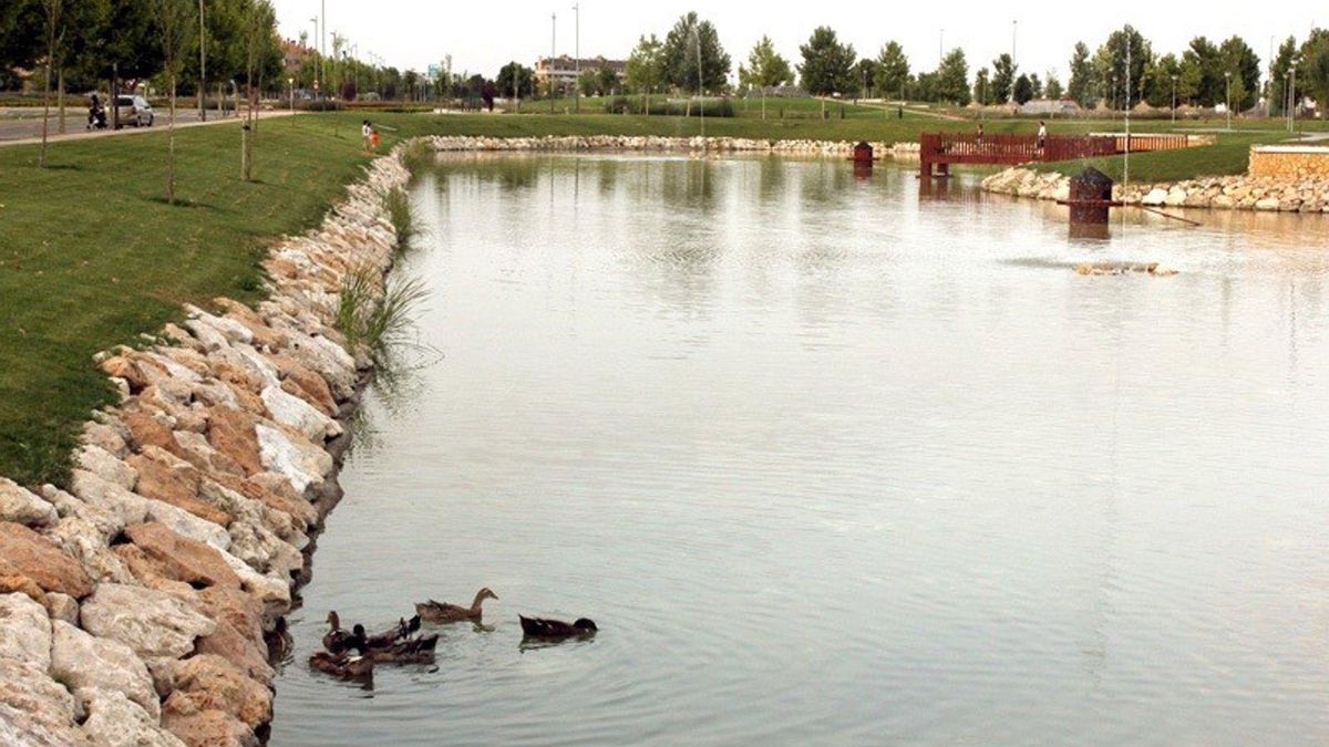 Castilla-La Mancha activa el protocolo de sanidad animal tras detectar patos con gripe aviar en un lago de Yebes