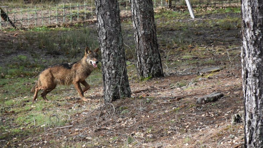 El lobo ibérico vuelve al Centro de Fauna ‘El Hosquillo’ en plena Serranía de Cuenca