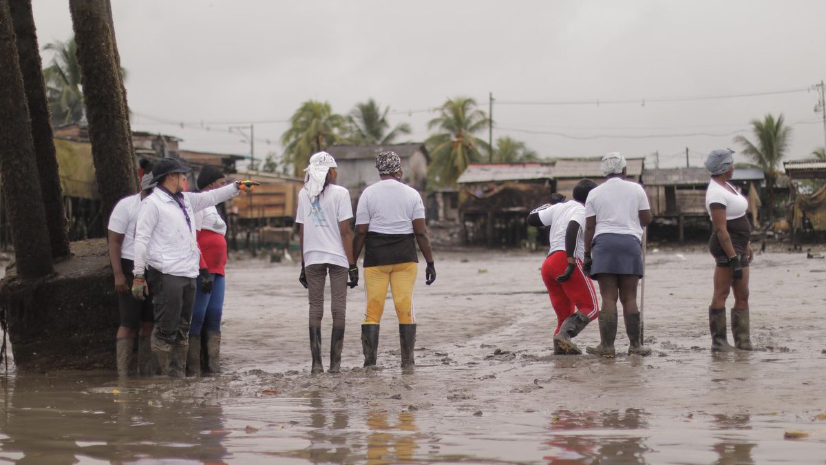 Las piangüeras locales brindan su experiencia para ayudar con la búsqueda